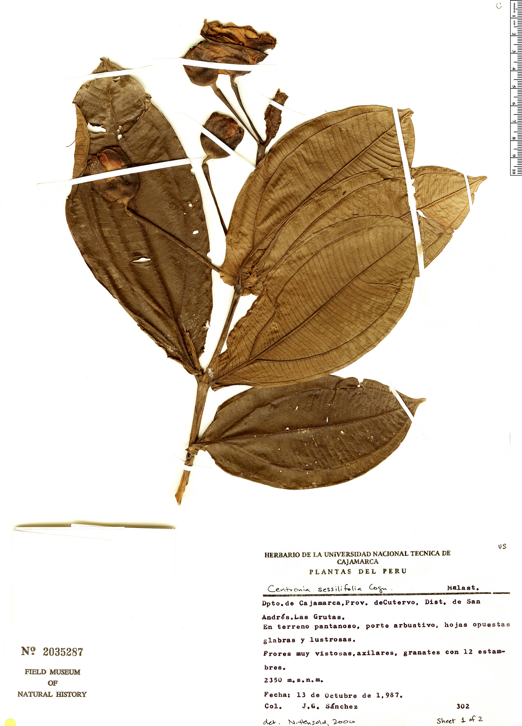 Centronia sessilifolia image