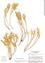 Chaetostoma albiflorum image