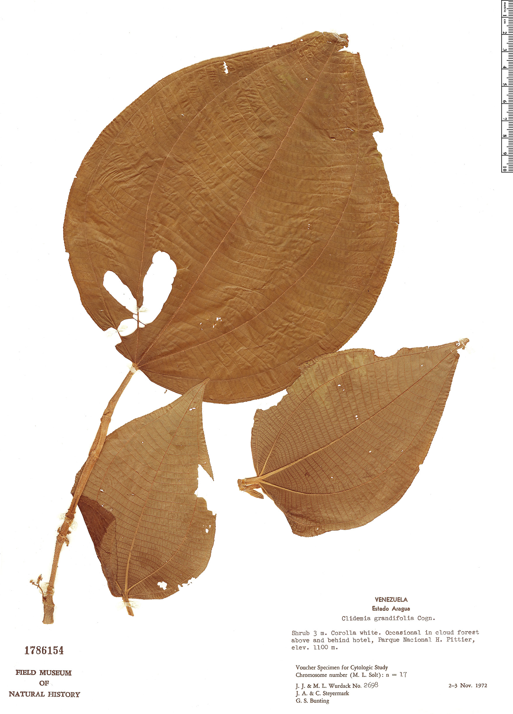 Clidemia grandifolia image