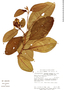 Conostegia icosandra image