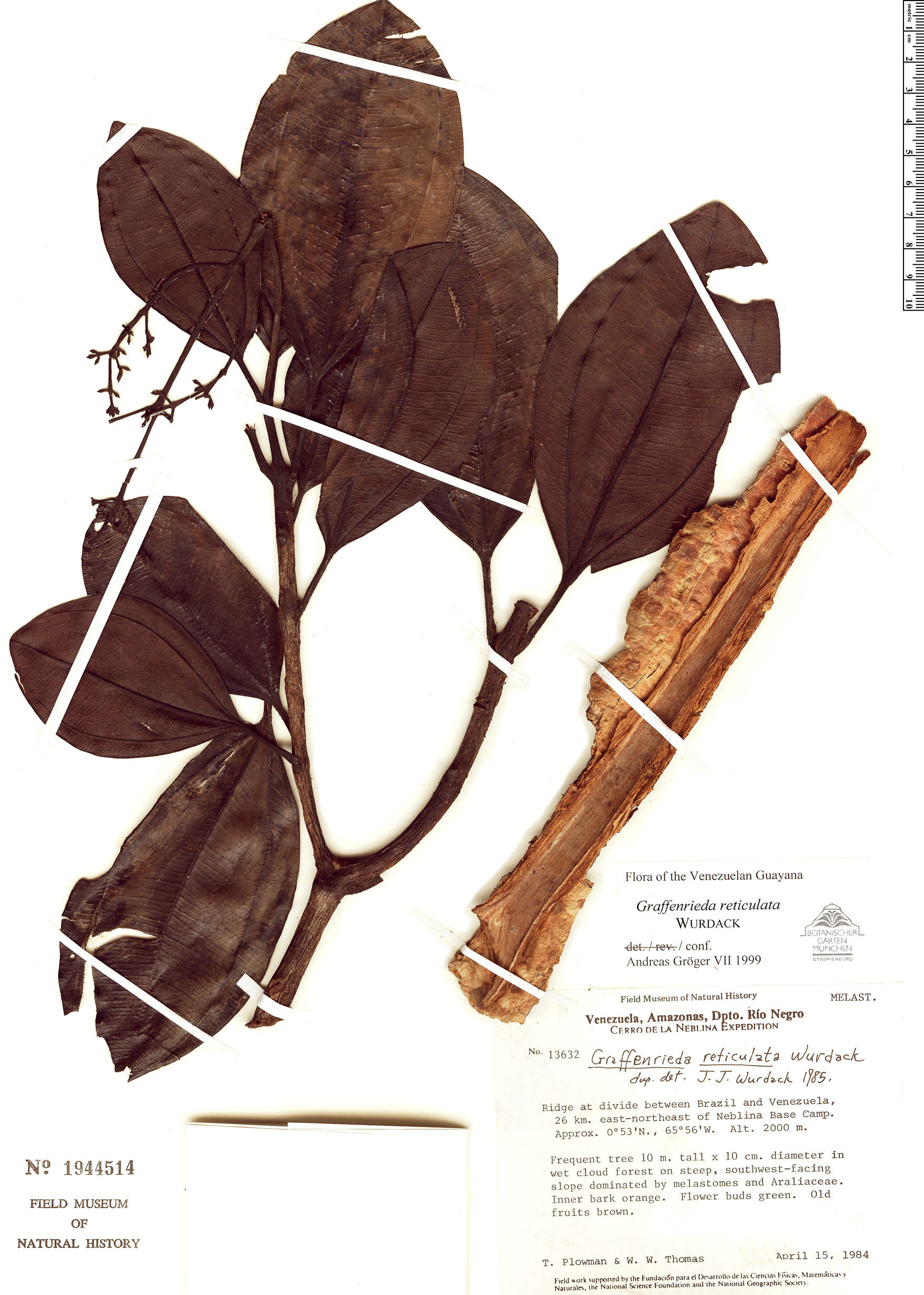 Graffenrieda reticulata image