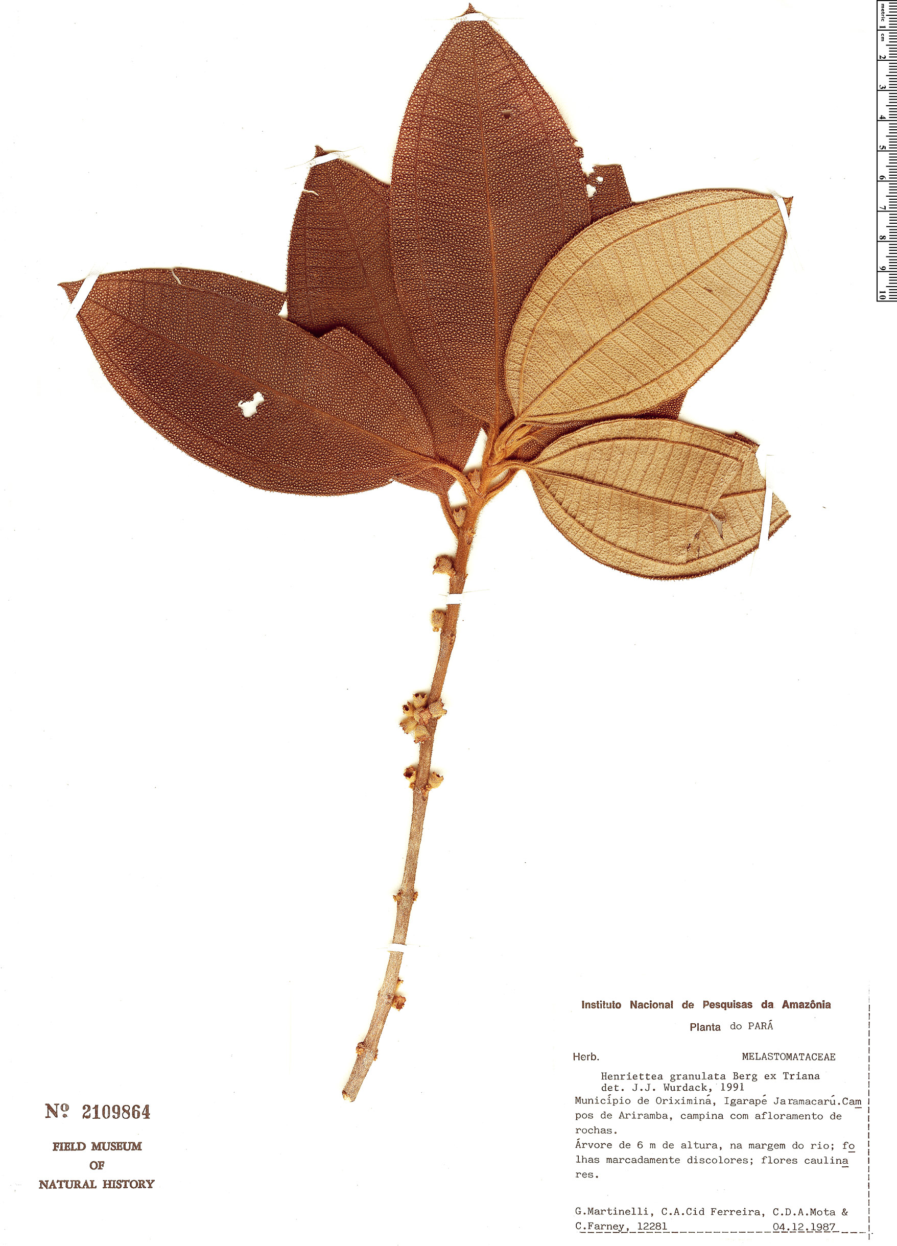 Henriettea granulata image