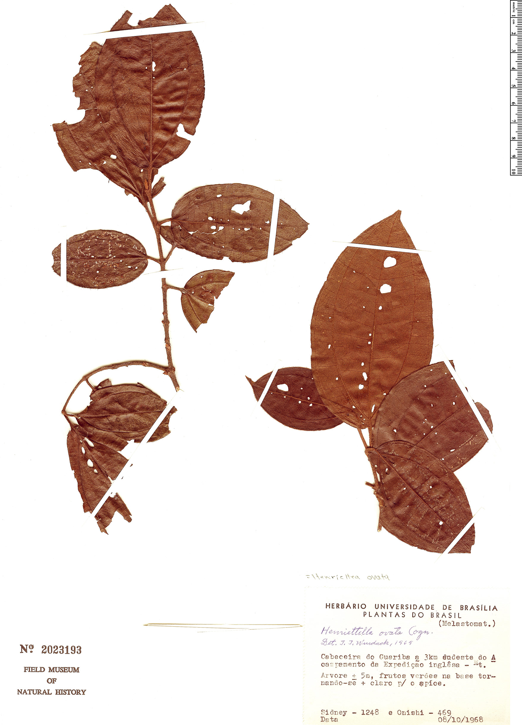 Henriettea ovata image