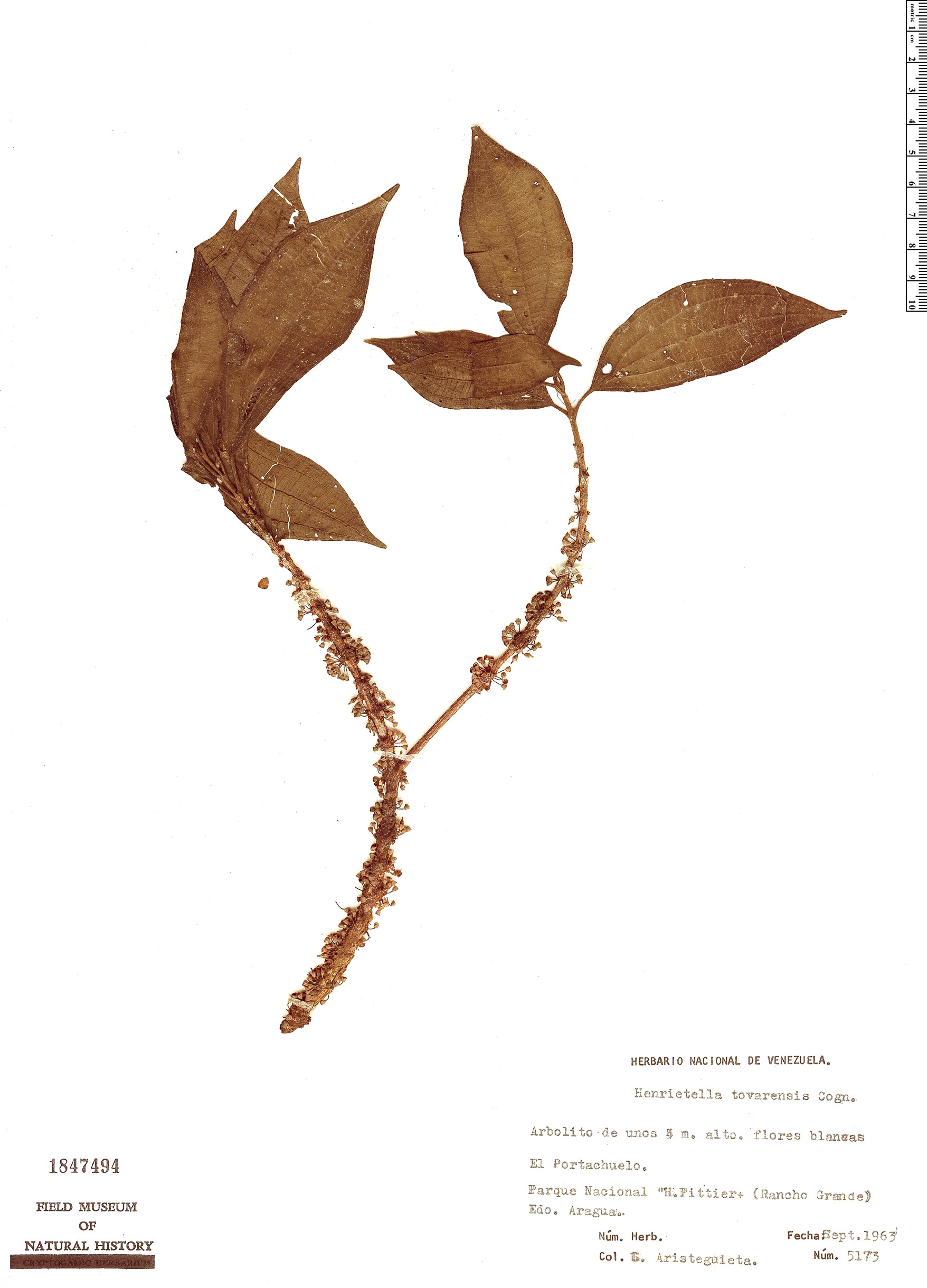 Henriettea tovarensis image