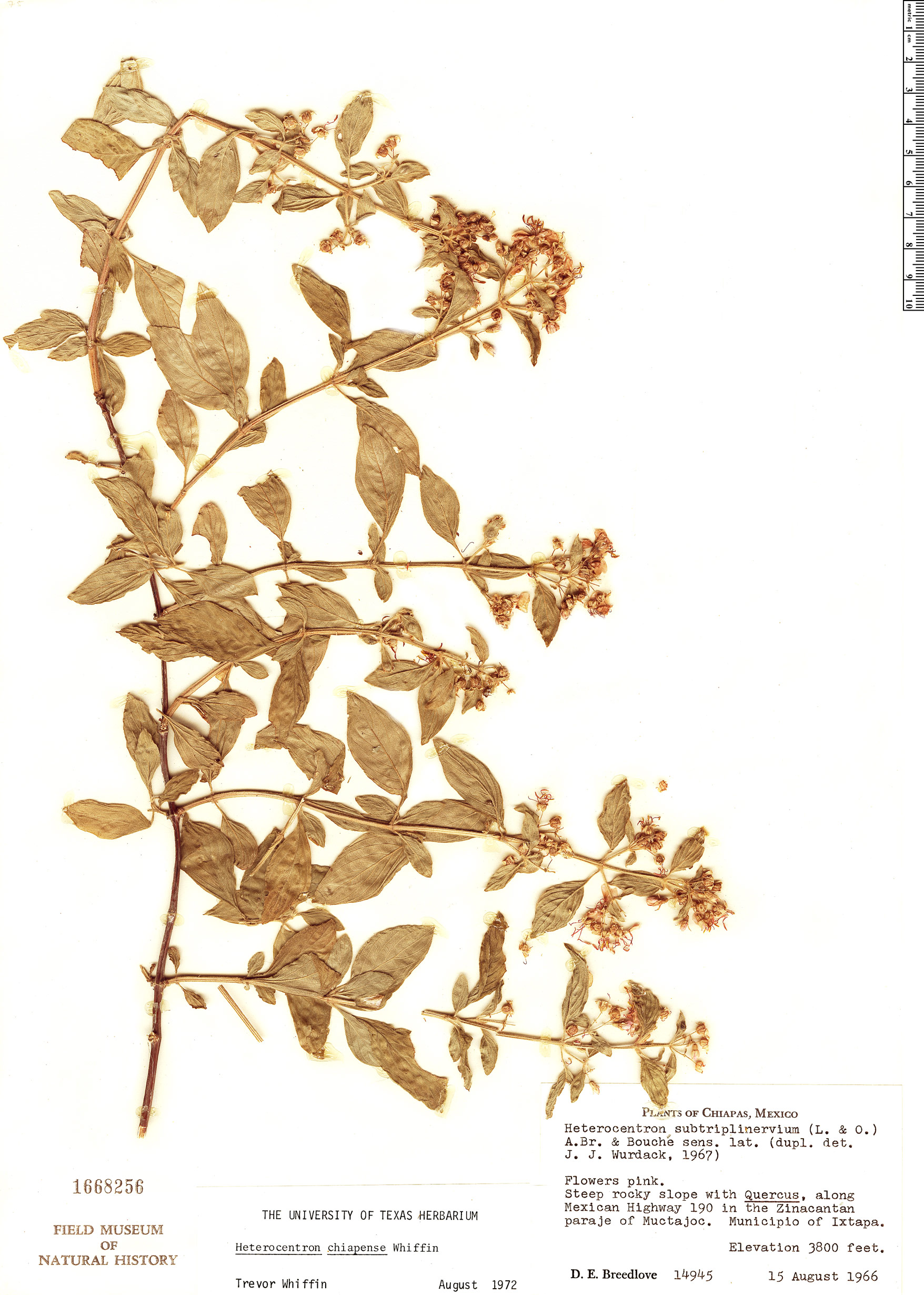 Heterocentron chiapense image