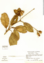Chalybea macrocarpa image
