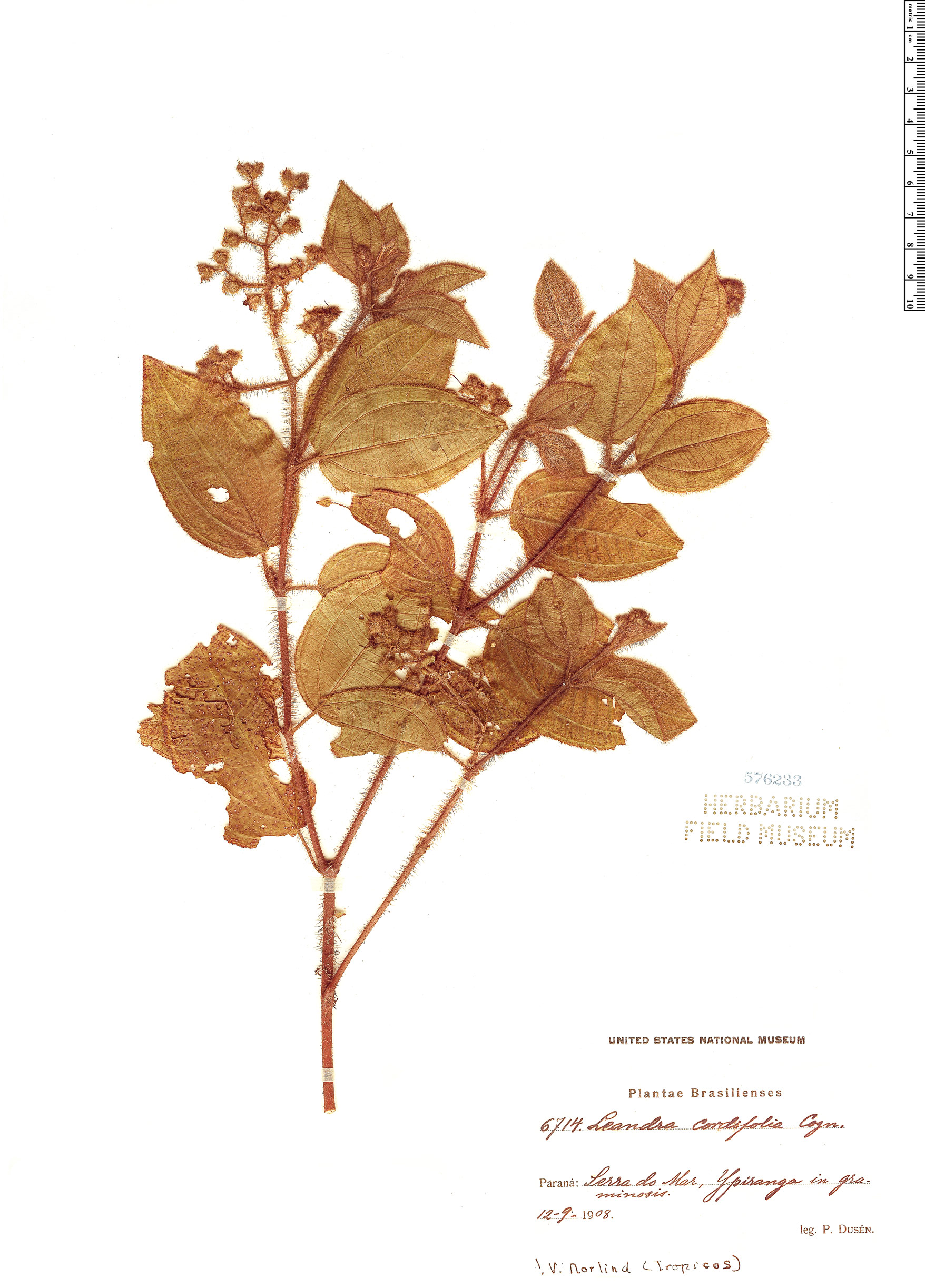 Leandra cordifolia image