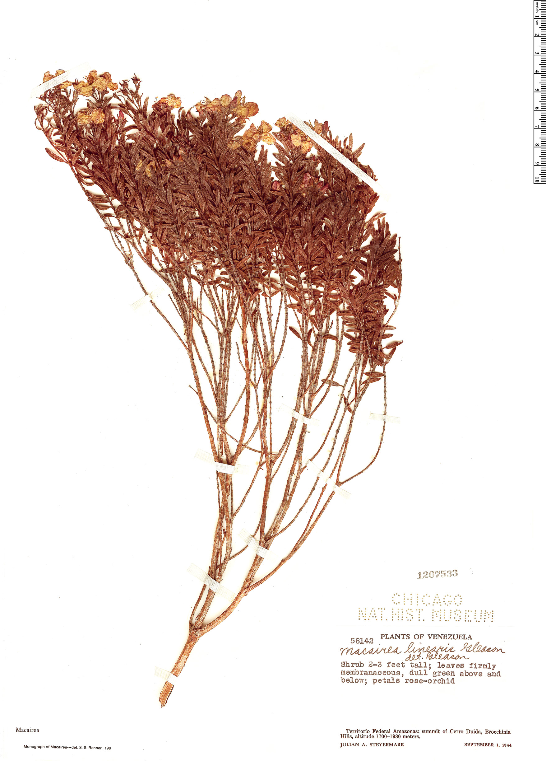 Macairea Linearis Rapid Reference The Field Museum