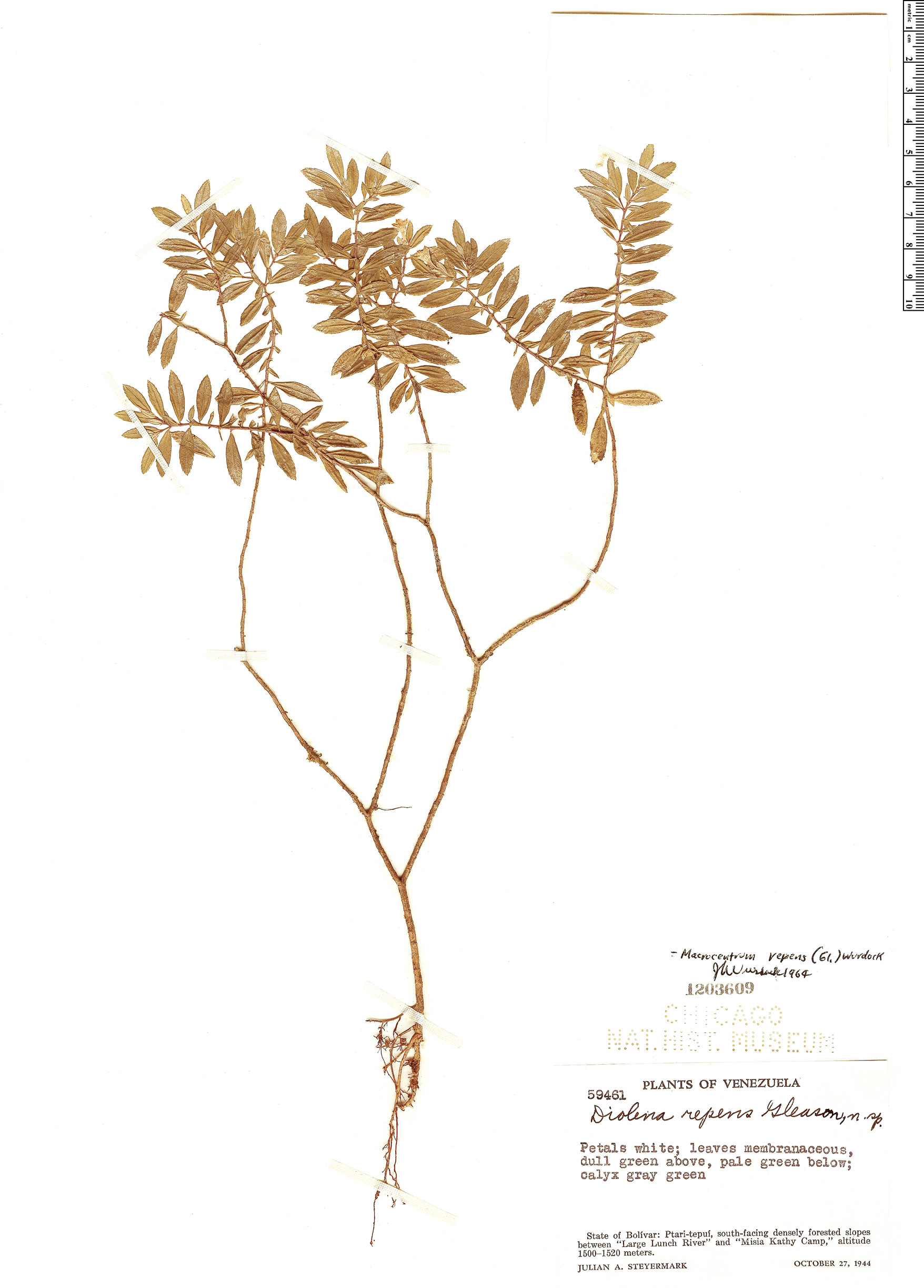 Macrocentrum repens image