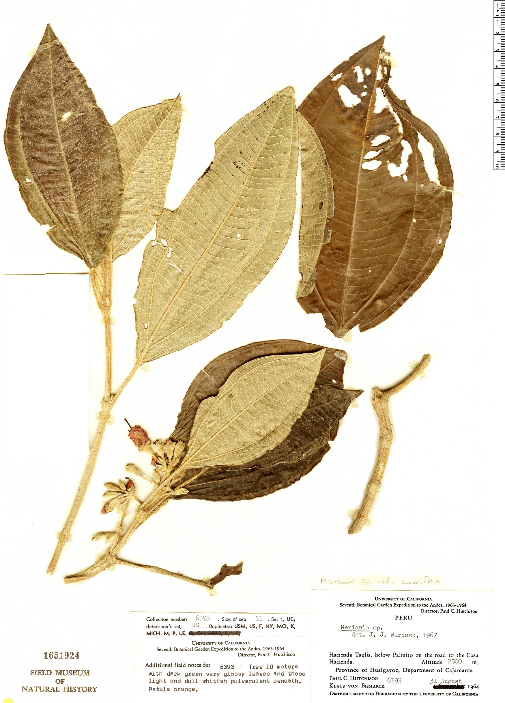 Meriania cuneifolia image