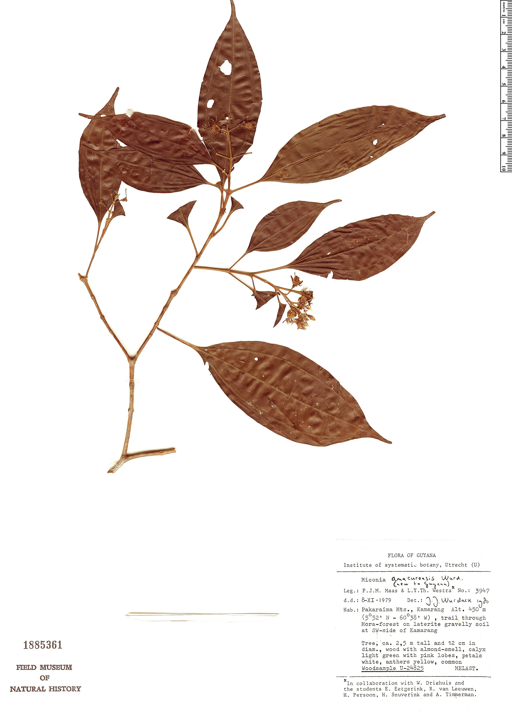 Miconia amacurensis image