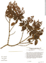 Miconia arbutifolia image
