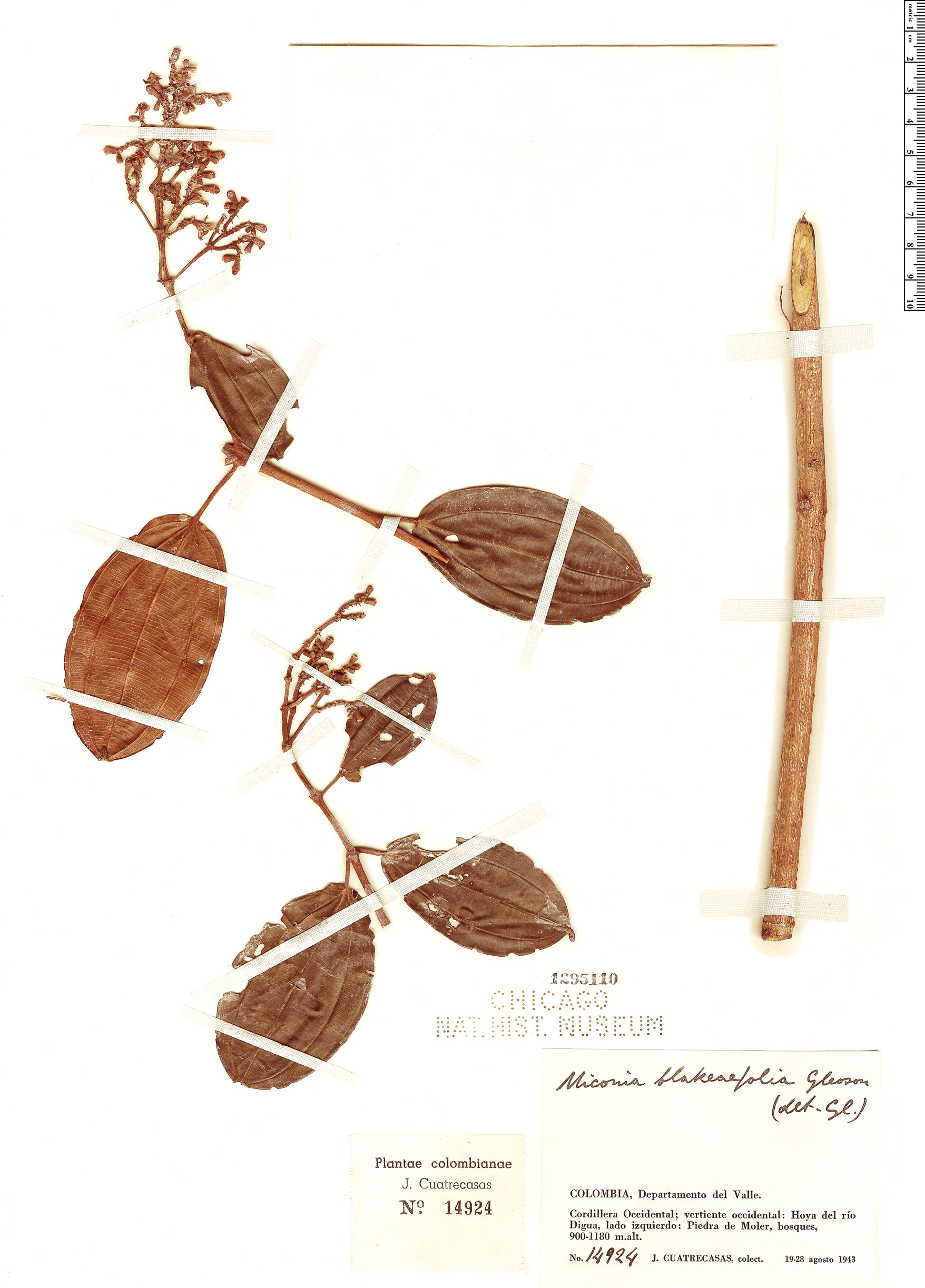 Miconia blakeifolia image