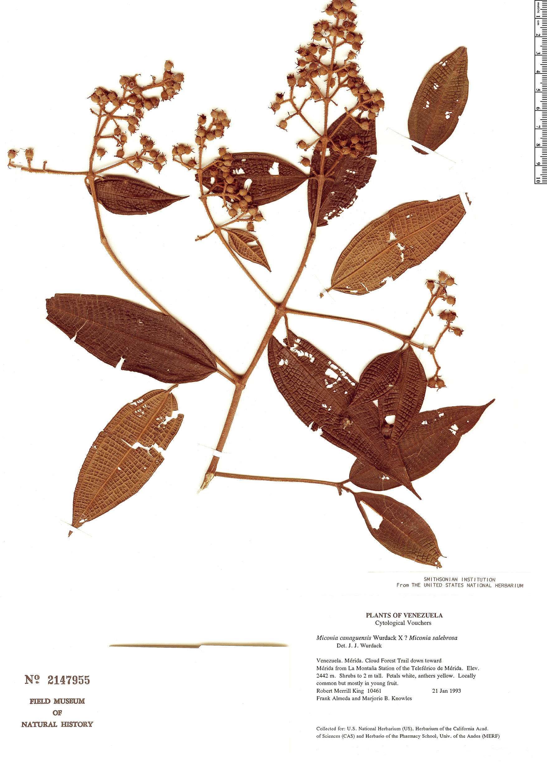 Miconia canaguensis image