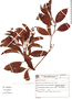 Miconia cinnamomifolia image
