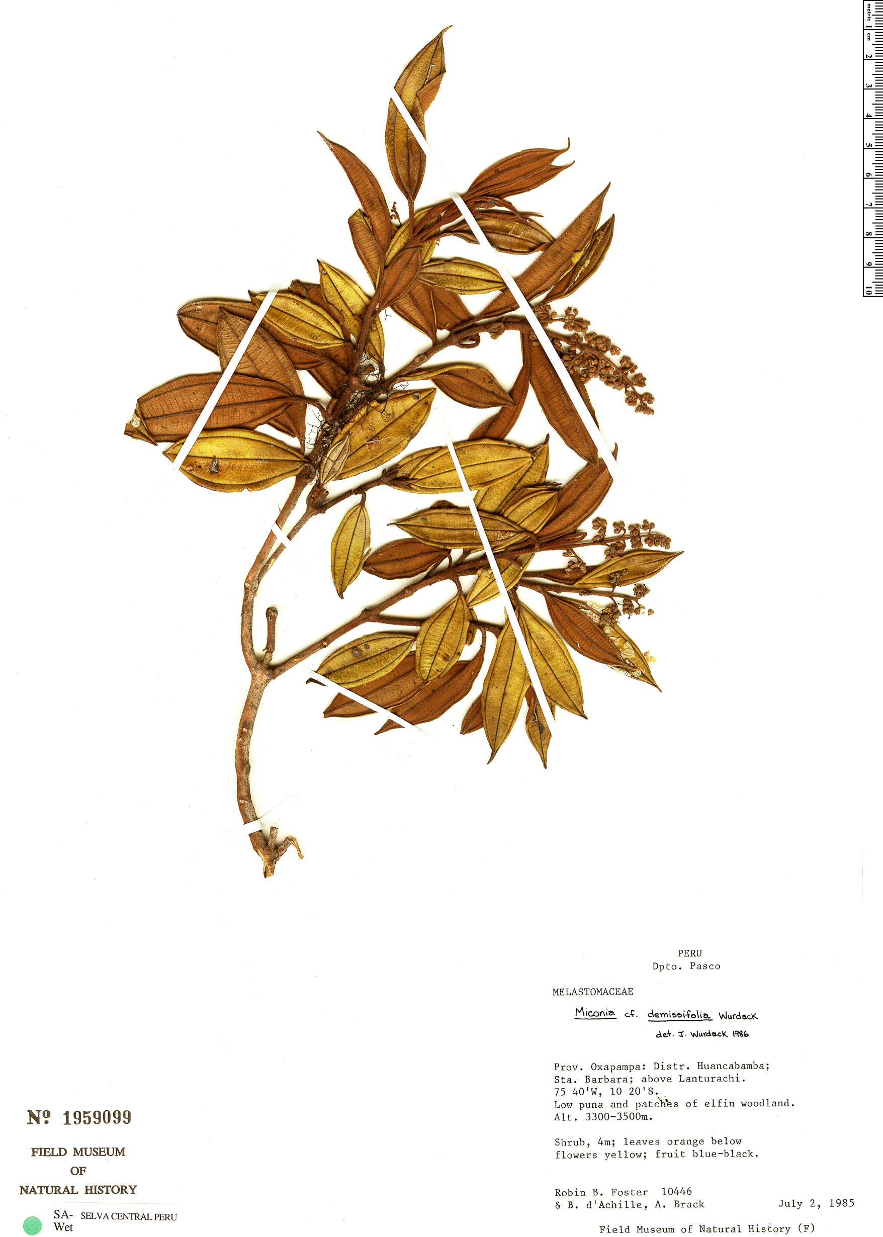 Miconia demissifolia image