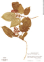 Miconia guatemalensis image