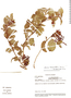 Miconia hymenanthera image