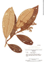Miconia lepidota image