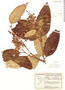 Miconia oblongifolia image