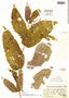 Miconia opacifolia image