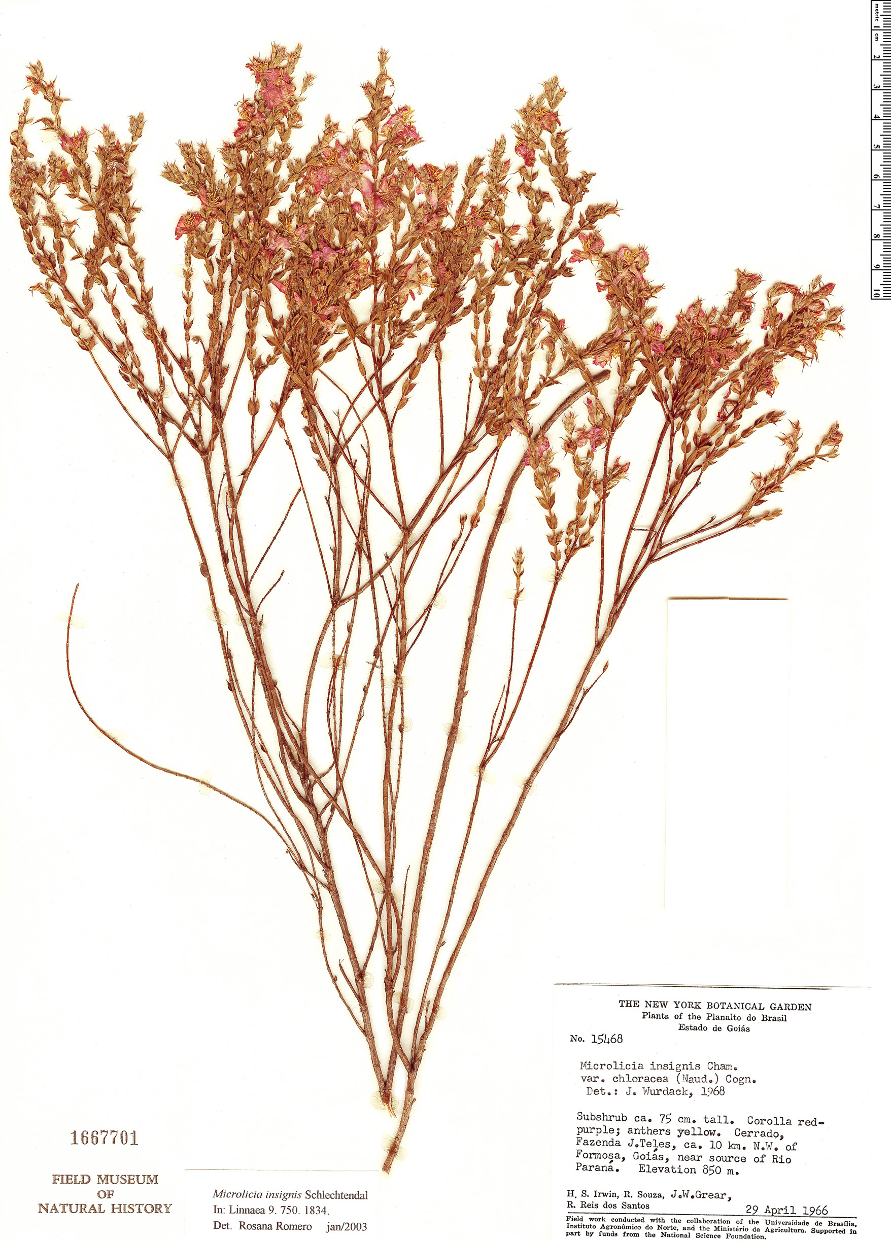 Microlicia insignis image