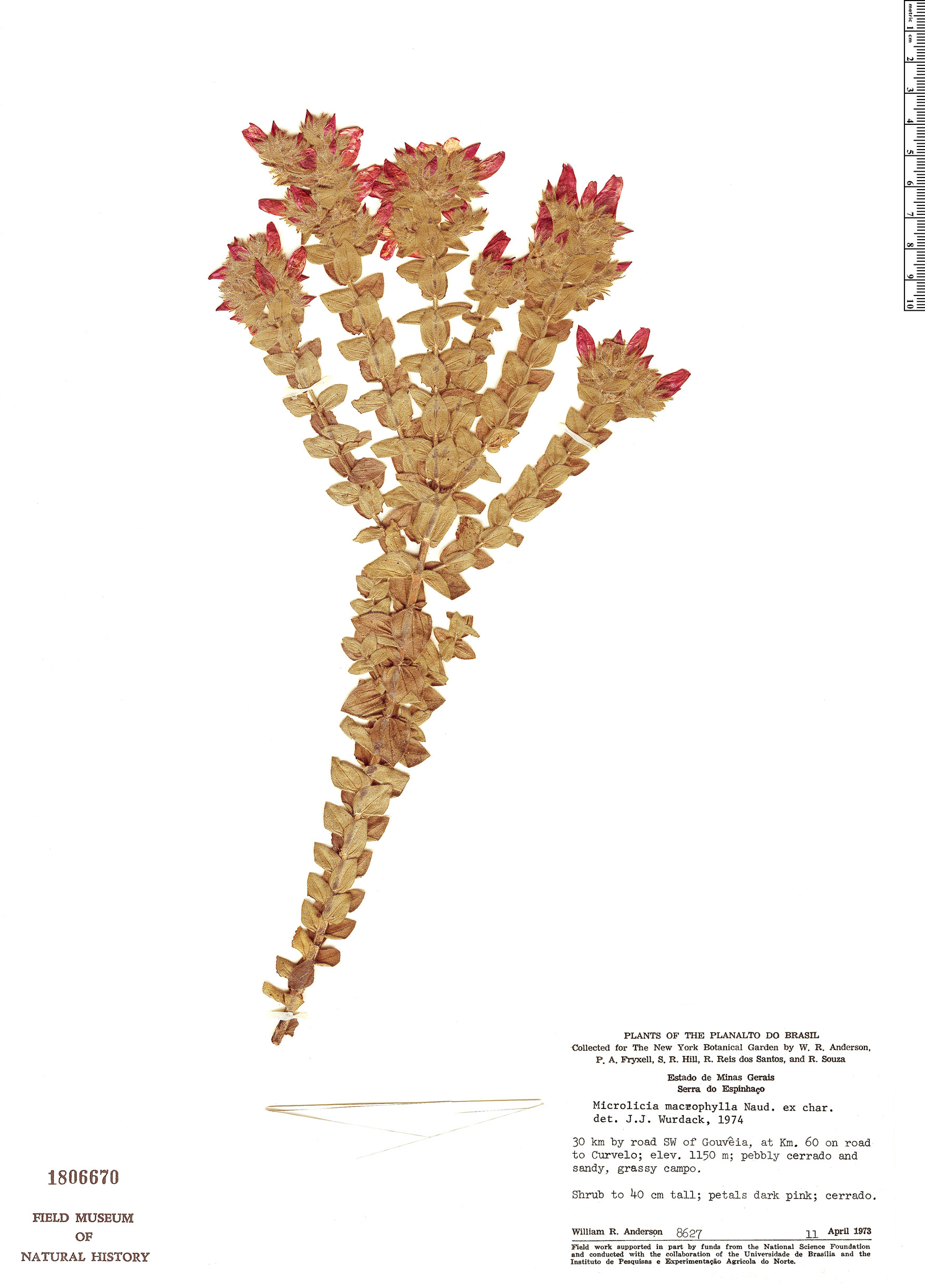 Microlicia macrophylla image
