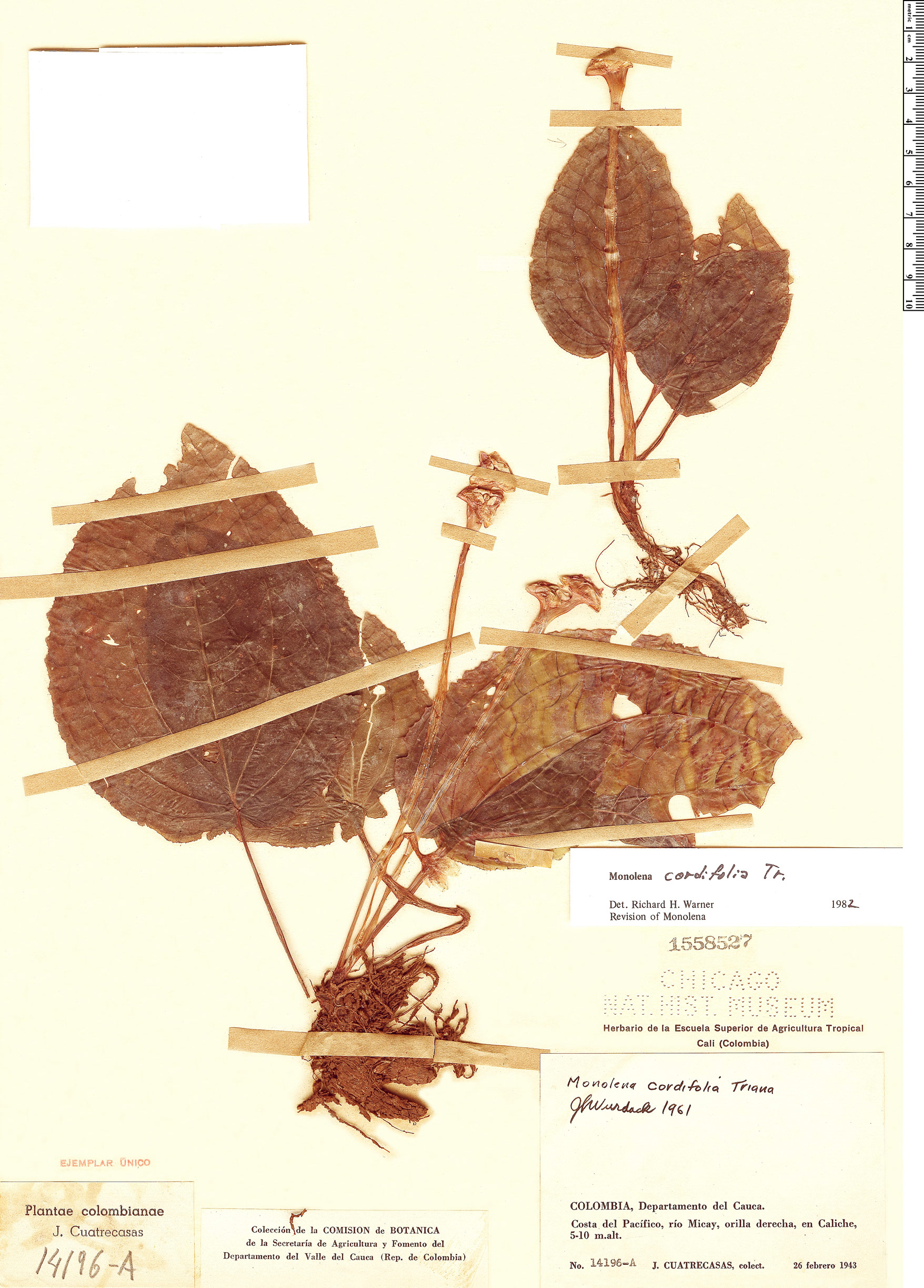 Monolena cordifolia image