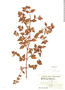 Monochaetum pauciflorum image