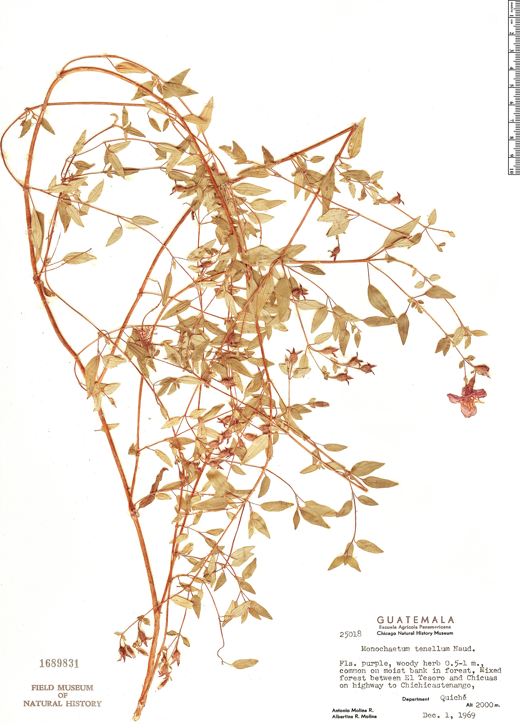 Monochaetum tenellum image