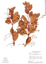 Ossaea coriacea image