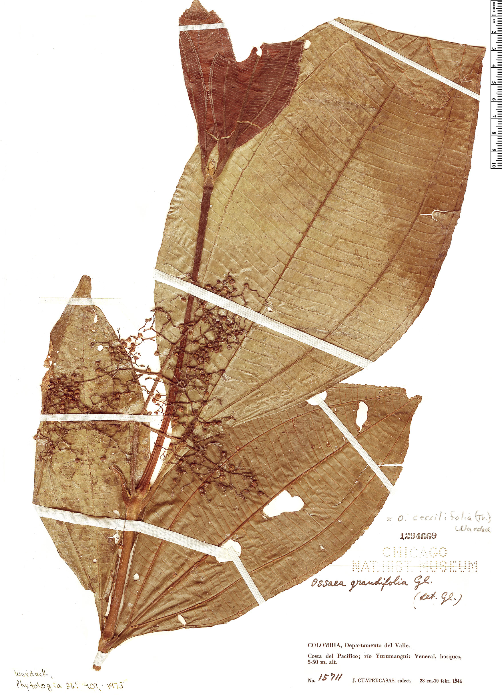 Ossaea sessilifolia image