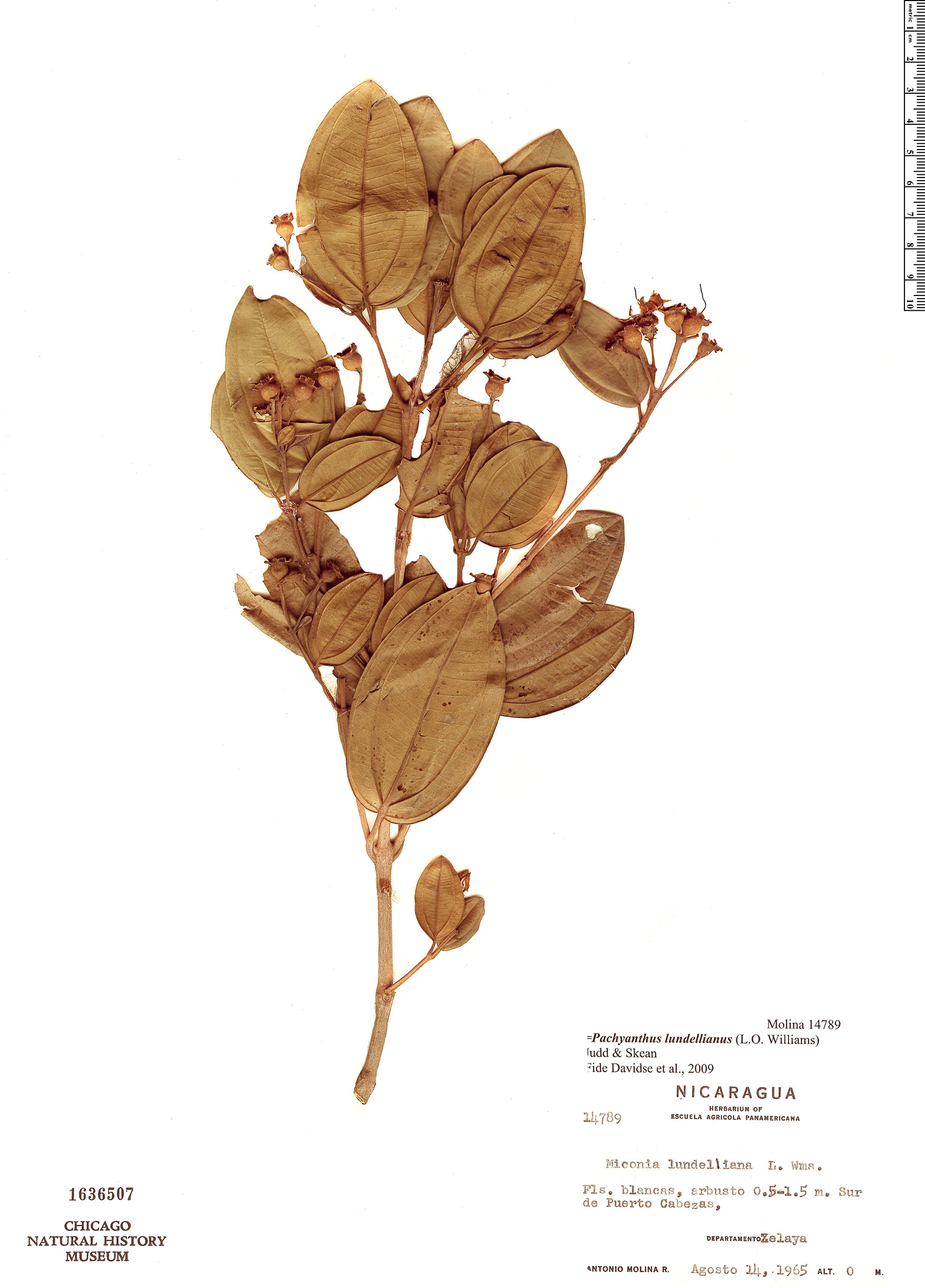 Pachyanthus lundellianus image