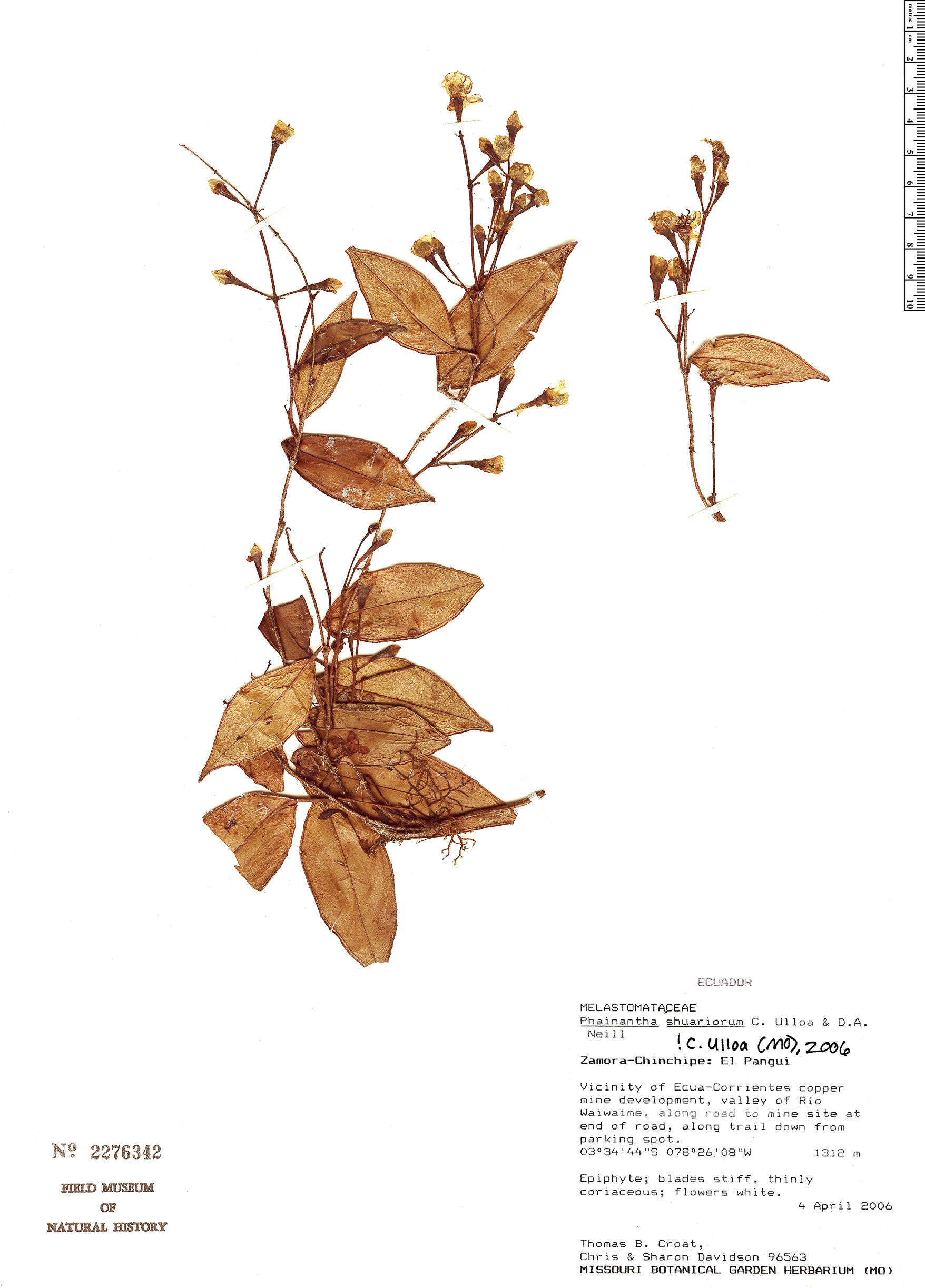 Phainantha shuariorum image