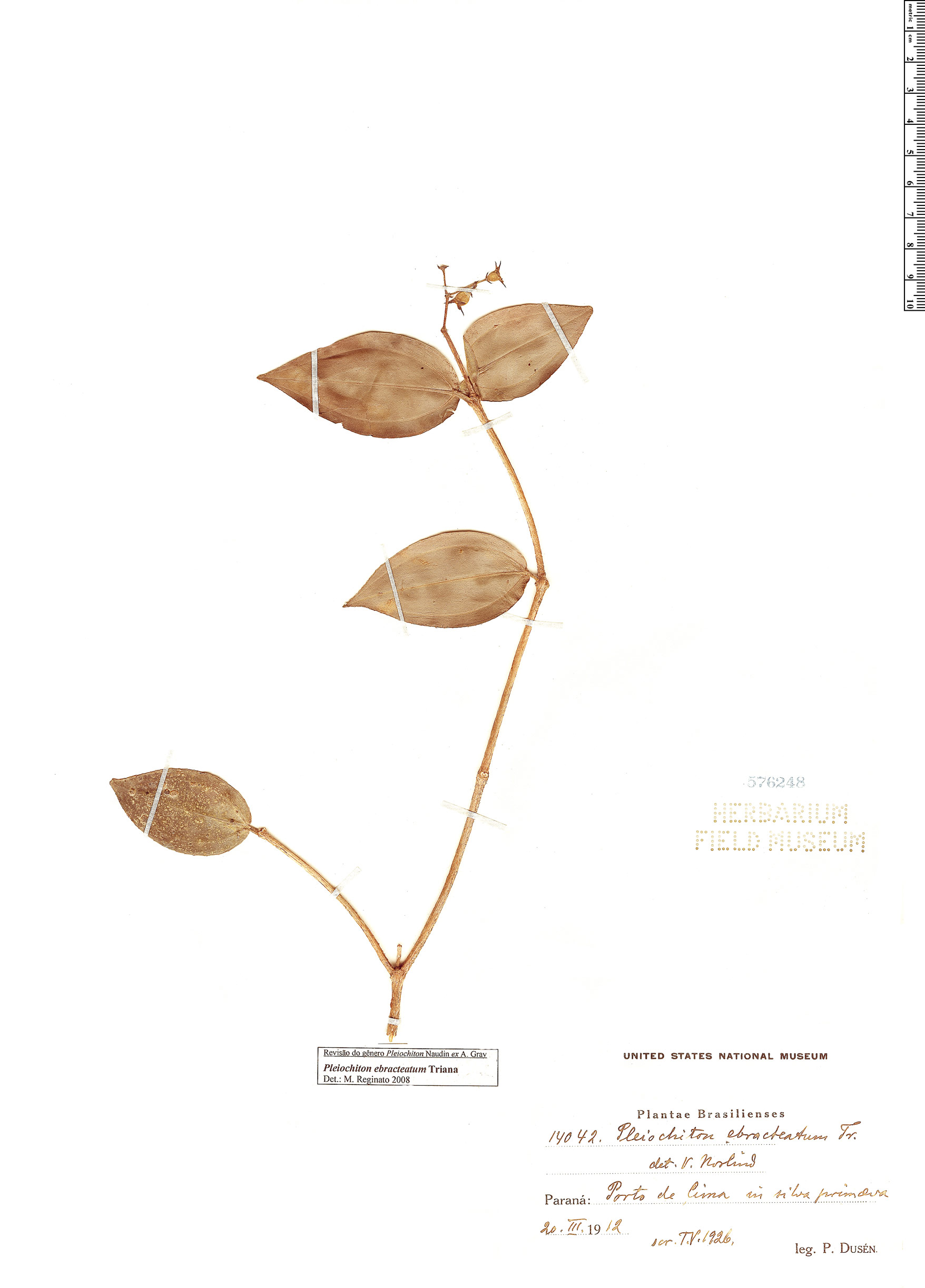 Pleiochiton ebracteatum image