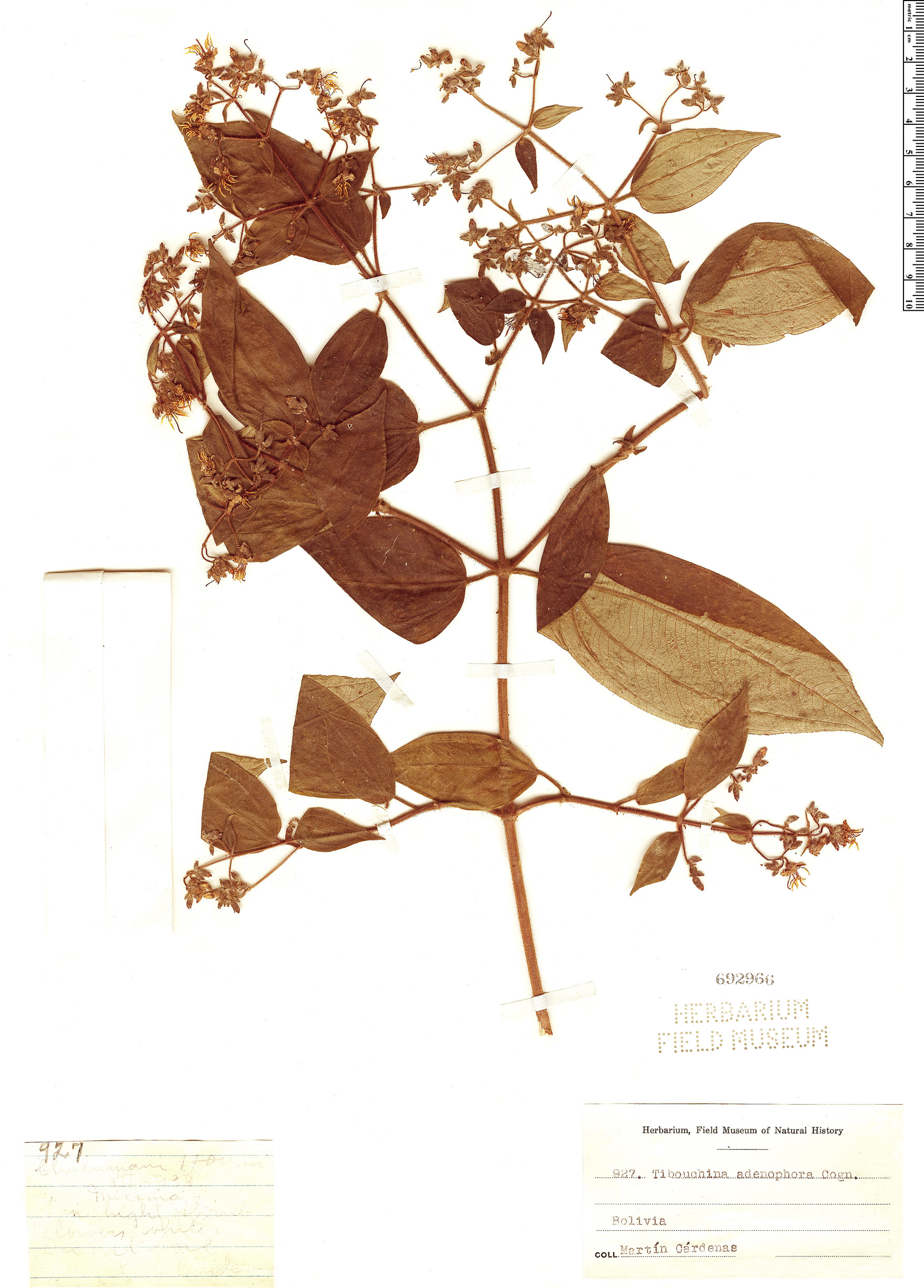 Tibouchina adenophora image