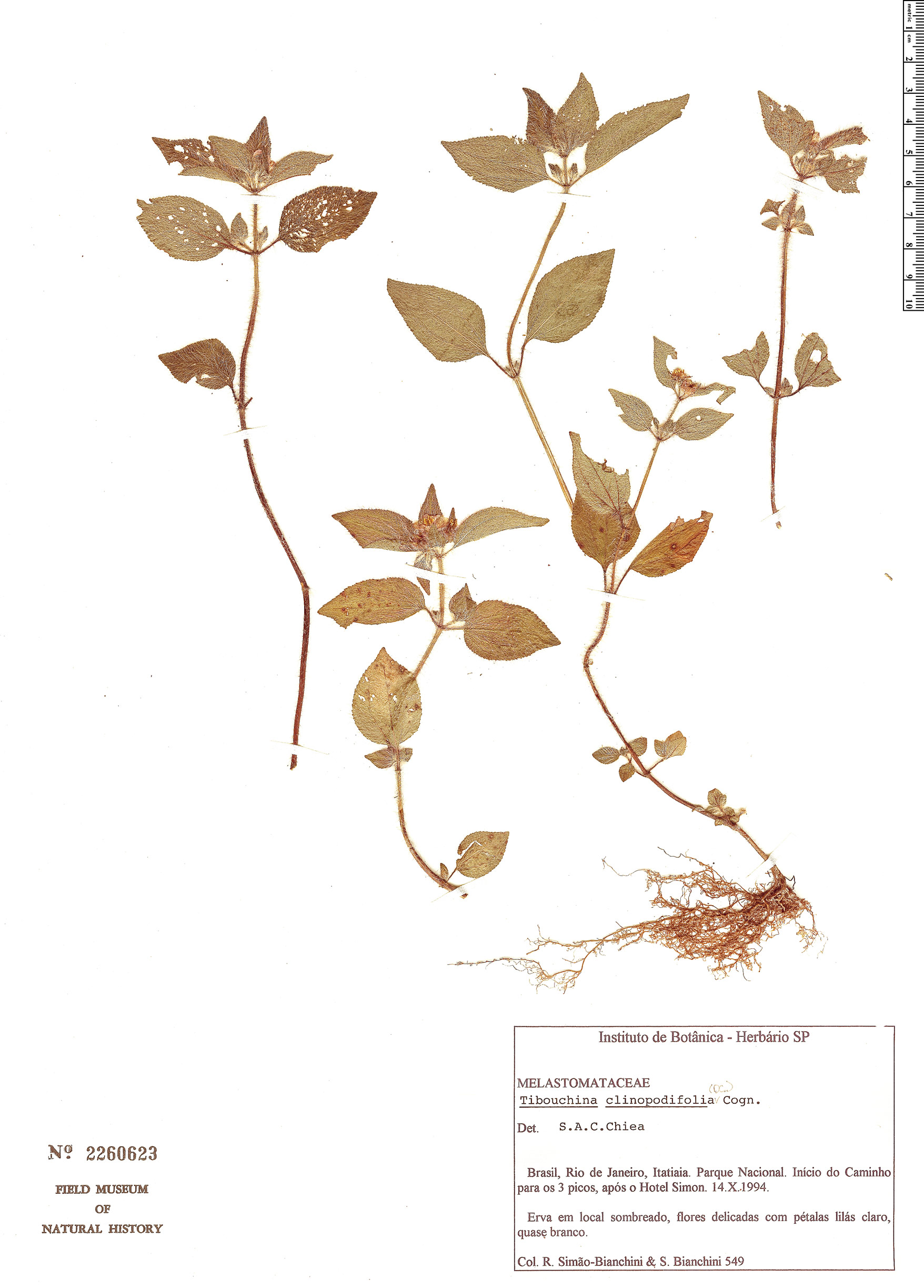 Tibouchina clinopodifolia image