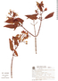 Tibouchinopsis mirabilis image