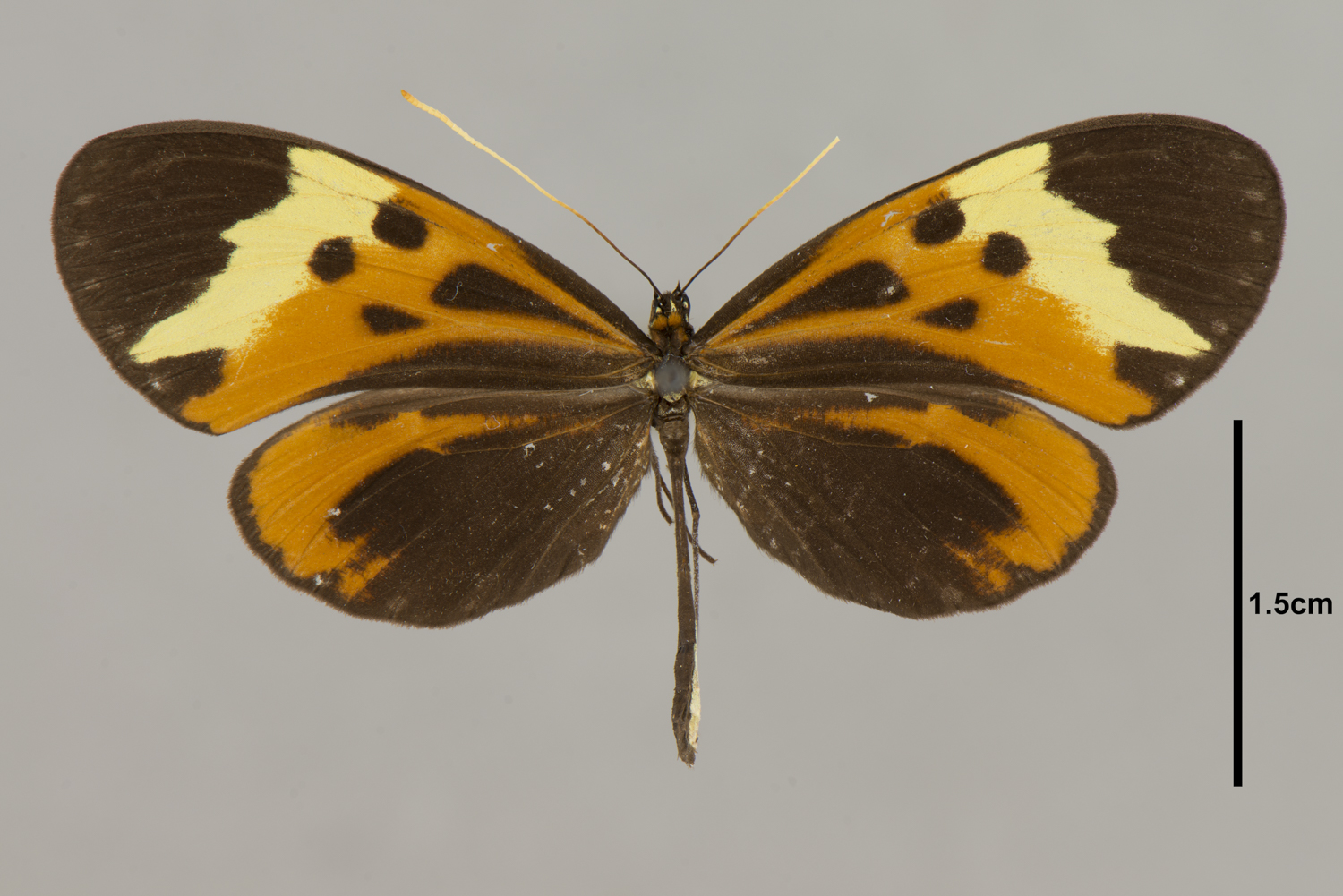 Hypothyris fluonia