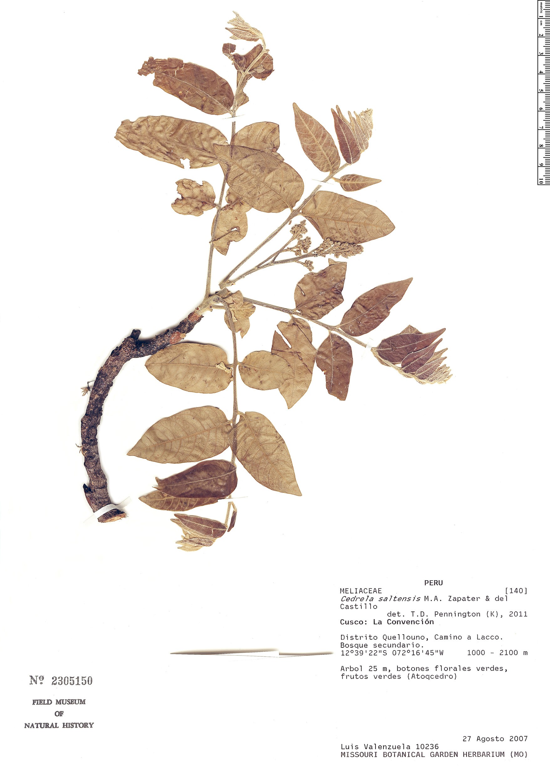 Cedrela saltensis image