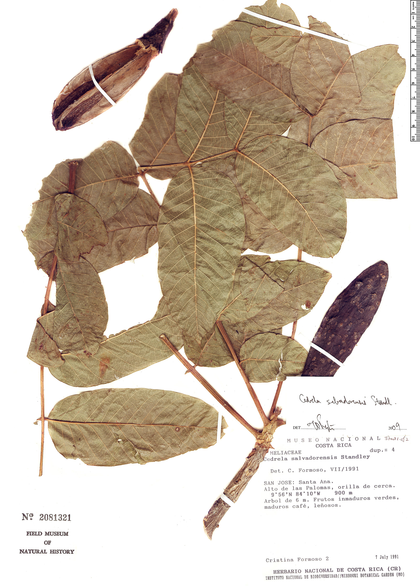 Cedrela salvadorensis image