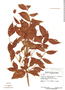 Mouriri pauciflora image