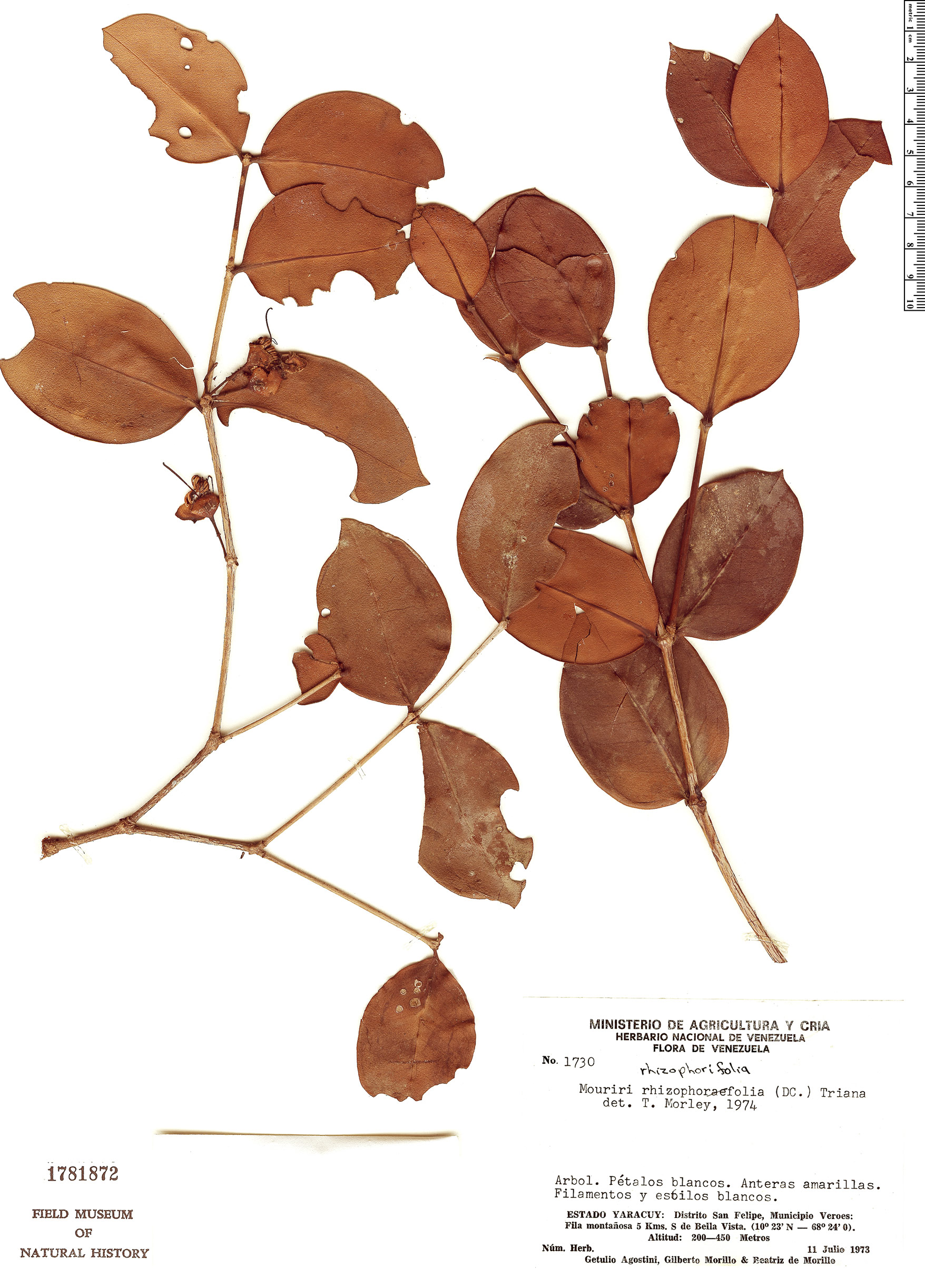 Mouriri rhizophorifolia image
