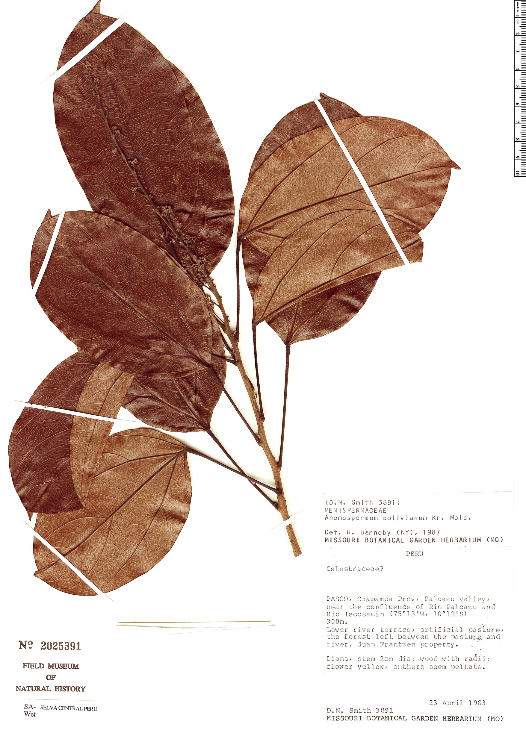 Anomospermum bolivianum image