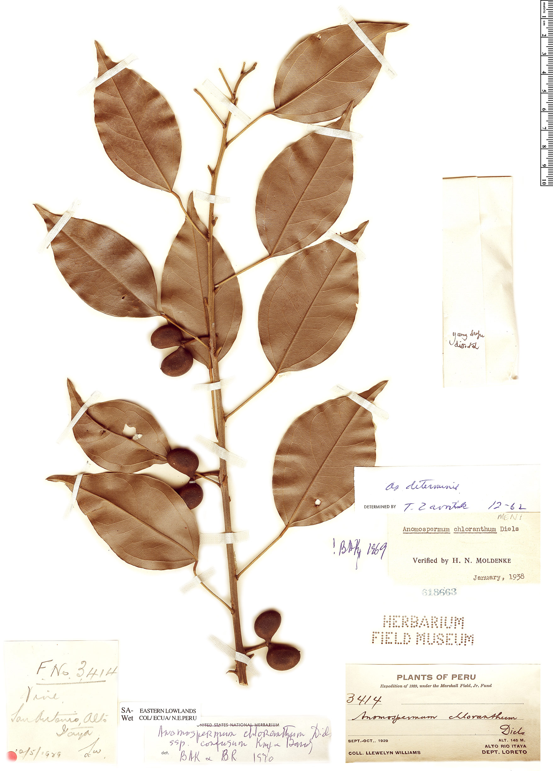 Anomospermum chloranthum image
