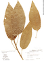 Caryomene grandifolia image
