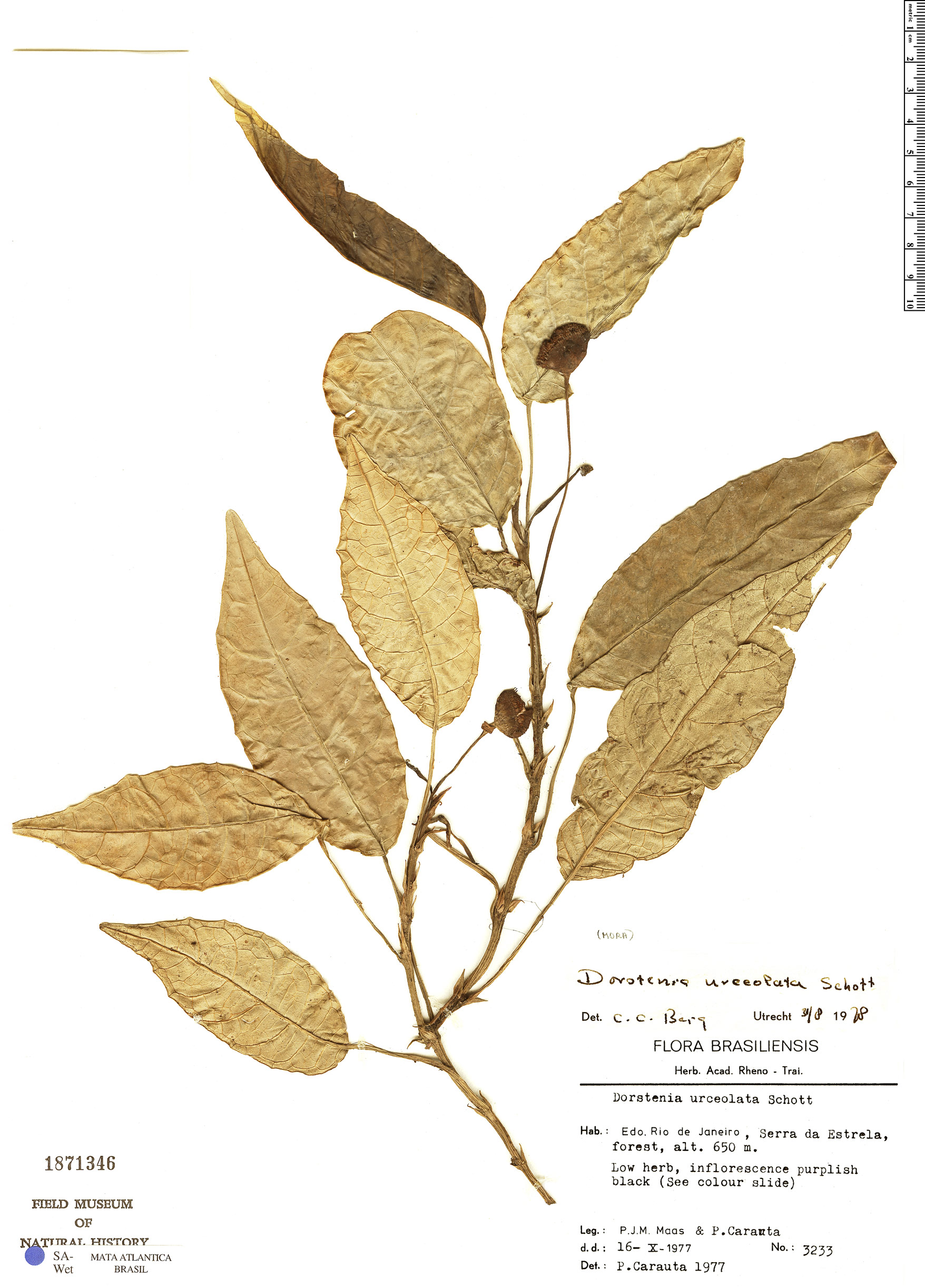 Dorstenia urceolata image