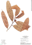 Naucleopsis caloneura image
