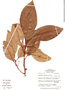 Cybianthus cardonae image