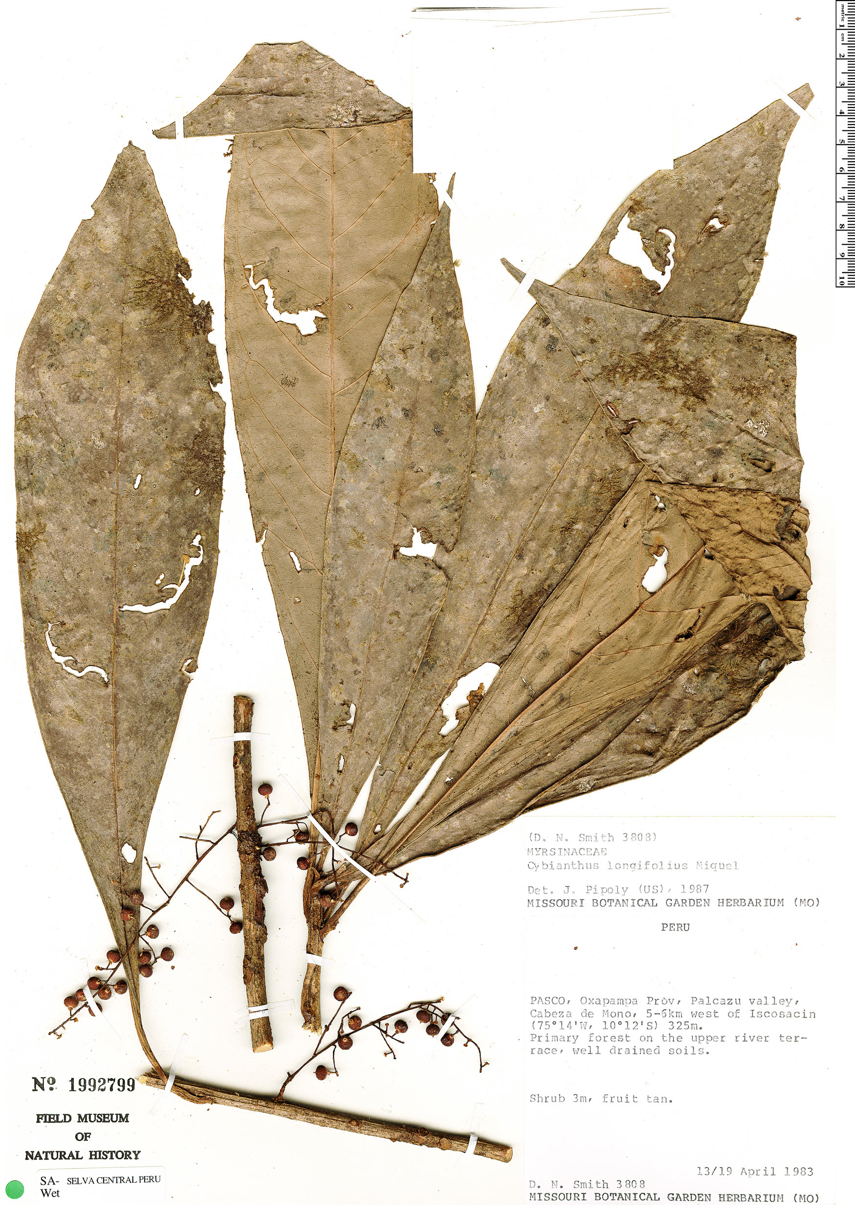 Cybianthus pseudolongifolius image